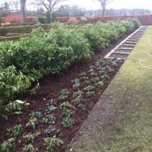 Stedsegrønne planter omkranser urnegravstederne